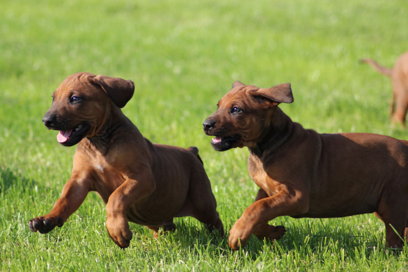 Hondenpension Midden Nederland ook voor dagopvang van uw hond